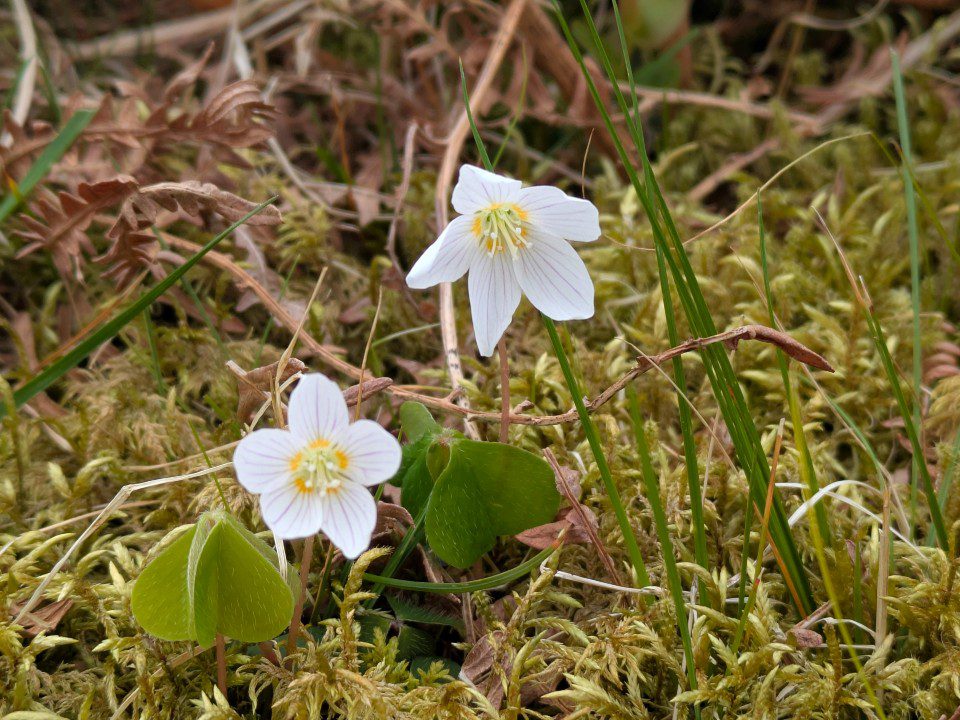 Wood sorrell in bloom Leading in Nature Terms and Conditions - this image is decorative and shows wood sorrell in bloom