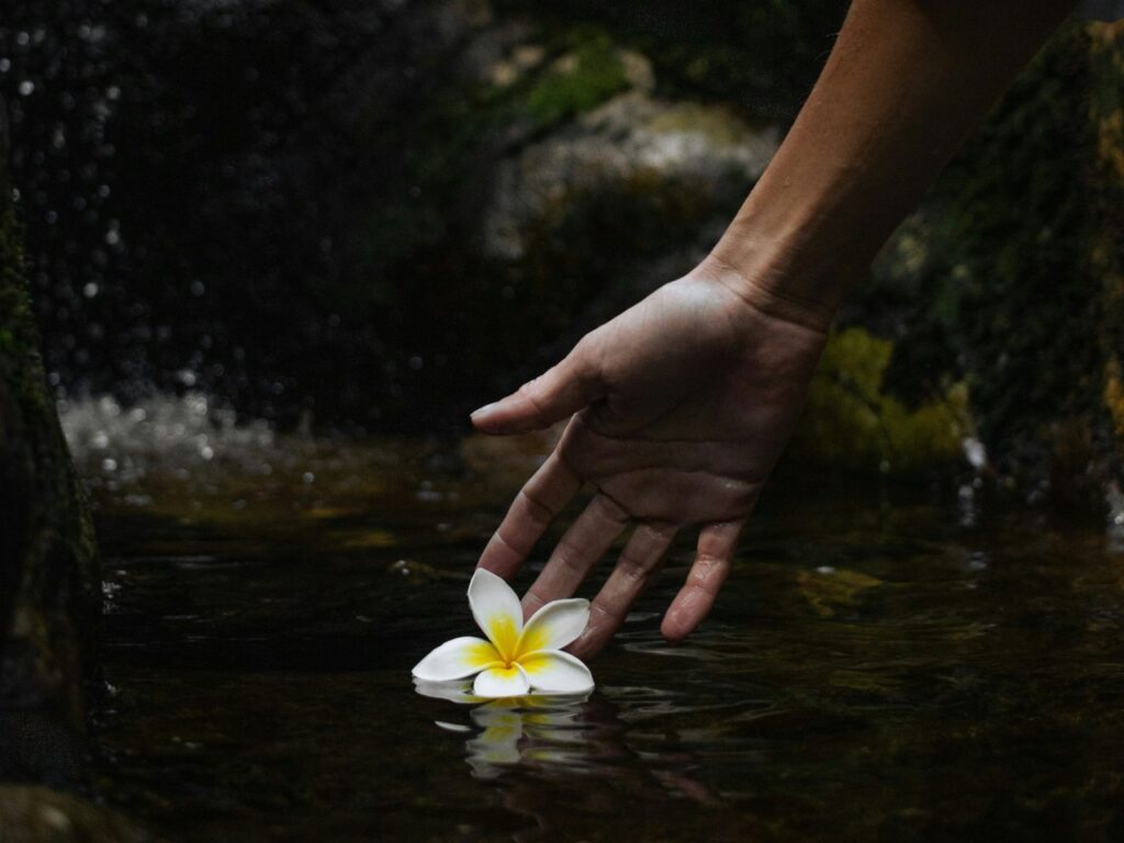 Reaching for a blossom in water, a calming image to illustrate a blog post about forgiveness and wellbeing